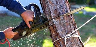 Trusted Gold Bar, WA Tree Services Experts