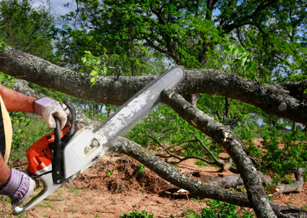 Best Fruit Tree Pruning  in Gold Bar, WA